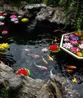 What reasons behind Oase the best Solutions for Ponds