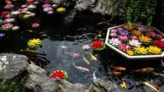 What reasons behind Oase the best Solutions for Ponds